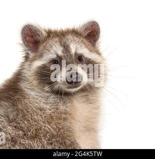 Foto di un Raccoon marrone rivolto verso la fotocamera, isolato Foto Stock