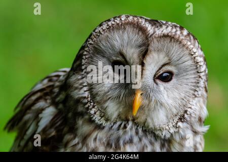 Ritratto dell'Ural Owl Strix uralensis Foto Stock