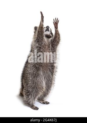 Racoon sulle gambe posteriori, cercando di raggiungere Foto Stock