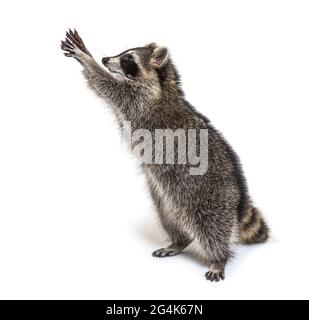 Racoon sulle gambe posteriori, cercando di raggiungere, Curiosità Foto Stock