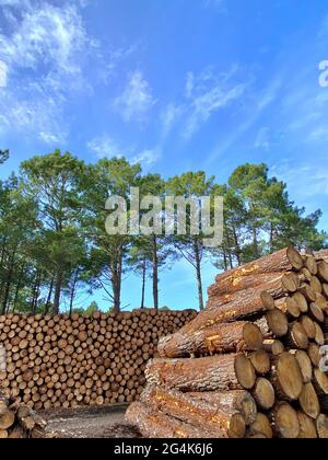 Lit et Mixe (Francia sud-occidentale): silvicoltura del dipartimento Landes (Francia sud-occidentale). La foresta di Landes de Gascogne si estende su un'area di 1,200 Foto Stock