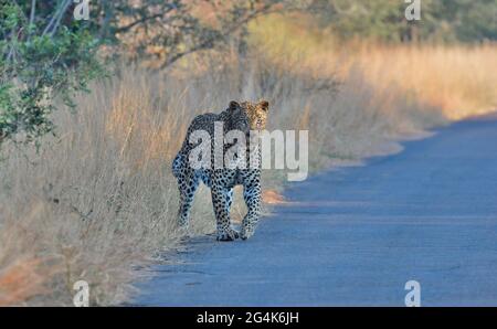 Sud Africa Foto Stock