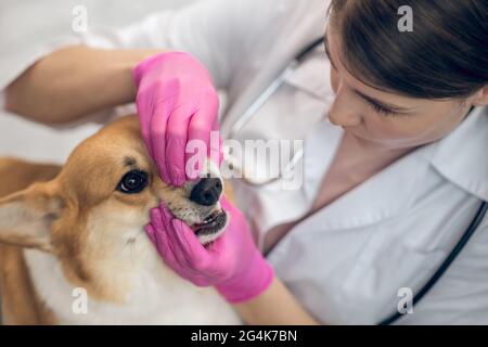 Femmina veterinario medico che esamina il cane carino in una clinica Foto Stock