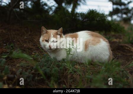 Un gatto di zenzero sviato si siede a terra e guarda la macchina fotografica. Un gattino triste e infelice di colore bianco-arancio e occhi marroni sta annidando nel parco. Foto Stock