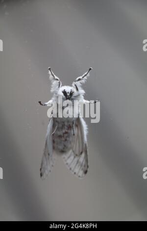 un piccolo puss tormentava su una finestra, fotografata dall'altro lato, presa attraverso il vetro Foto Stock