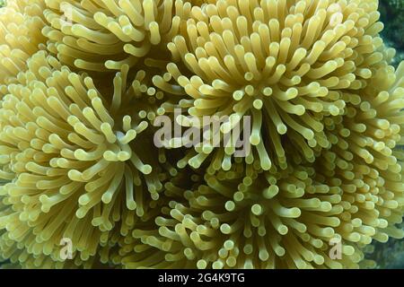 Tahiti, Polinesia francese, Moorea: Anemone marino Foto Stock