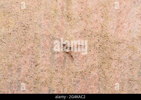 Casa Pseudoscorpion, Chelifer cancroides, Satara, Maharashtra, India Foto Stock