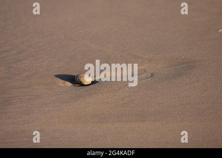 Solitario ciottolo abbandonato dalla marea su una bella spiaggia di sabbia in Bretagna Foto Stock