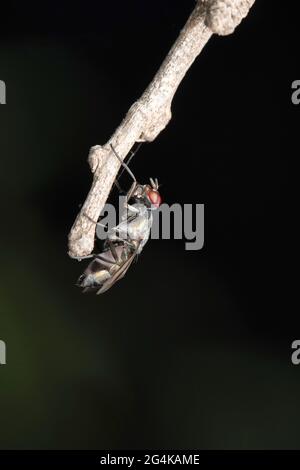 Signal Fly, Elassogaster pulla, Satara, Maharashtra, India Foto Stock