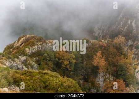 Querce tra la nebbia della catena montuosa della Serra de Queralt (Berguedà, Catalogna, Spagna, Pirenei) ESP: Robles con niebla en la sierra de Queralt Foto Stock