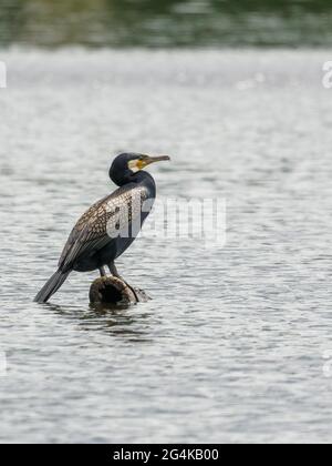 Cormorano seduto su un log - ritratto Foto Stock