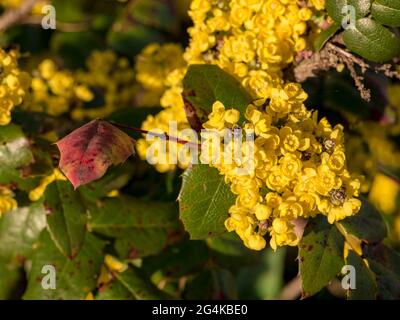 Cespuglio fiorente di barberry con foglie di pucky Foto Stock