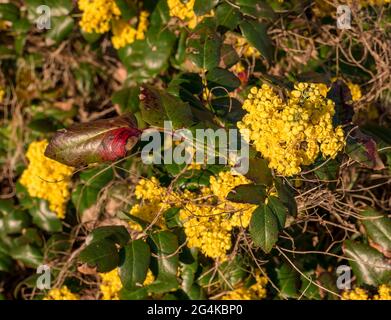 Cespuglio fiorente di barberry con foglie di pucky Foto Stock