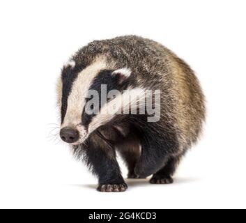 Europeo badger che cammina verso la fotocamera, sei mesi di età, isolato Foto Stock