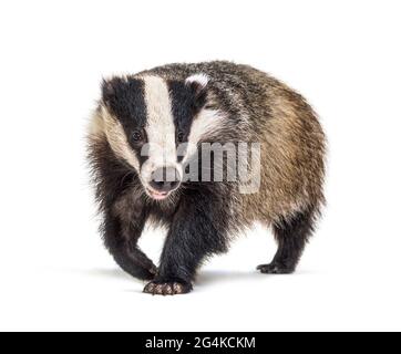 Europeo badger che cammina verso la fotocamera, sei mesi di età, isolato Foto Stock