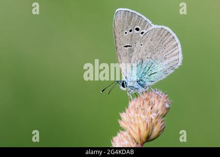 Grande farfalla blu seduta su prato colorato erba. Vista laterale, primo piano. Sfondo verde naturale sfocato. Genere specie Maculinea arion. Foto Stock