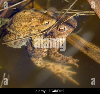 Comune o europeo marrone rospo colorato, i toads di accoppiamento nel laghetto Foto Stock
