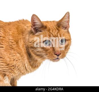 Primo piano su un gatto molto vecchio zenzero con lentigo su rumore e labbra Foto Stock