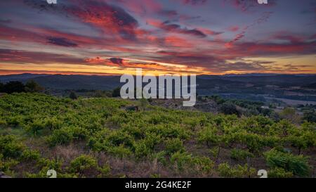 Alba nei vigneti vicino a Navàs, in particolare quelli della Vinyas d'Empremta Winery (DO Pla de Bages, Barcellona, Catalogna, Spagna) Foto Stock