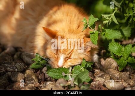 Gatto zenzero che dorme sulla cima della catnip Foto Stock