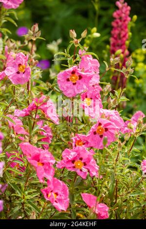 Purpurpureus di cistus comunemente conosciuto come rockrose di orchidea Foto Stock