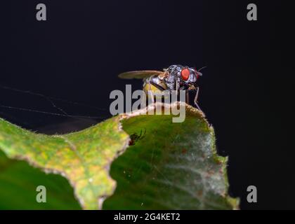 Una mosca e un ragno su lati diversi di una foglia di albero Foto Stock