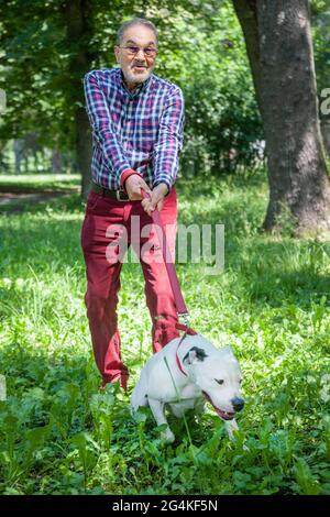 Casual anziano ebreo uomo nei suoi anni settanta sta lottando mentre provando a maneggiare tirando il terrier bianco del pitbull nei boschi del parco in primavera o in estate ti Foto Stock