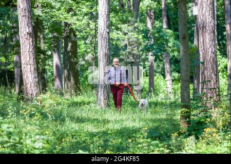 Un anziano ebreo casuale nei suoi anni settanta sta camminando un terrier bianco pitbull nei boschi del parco in primavera o in estate. Foto Stock