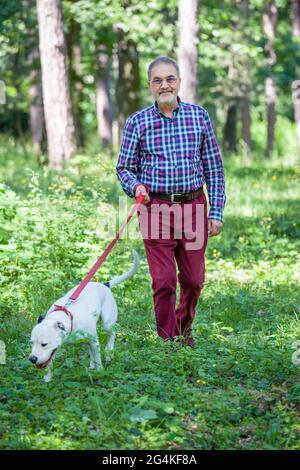 Un anziano ebreo casuale nei suoi anni settanta sta camminando un terrier bianco pitbull nei boschi del parco in primavera o in estate. Foto Stock