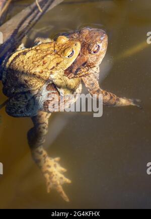 Comune o europeo marrone rospo colorato, i toads di accoppiamento nel laghetto Foto Stock