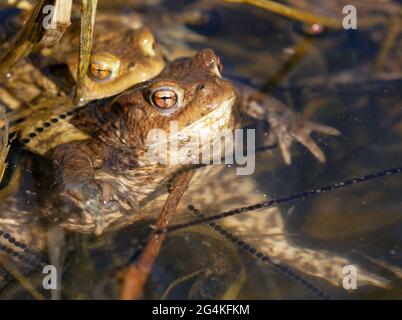 Comune o europeo marrone rospo colorato, i toads di accoppiamento nel laghetto Foto Stock