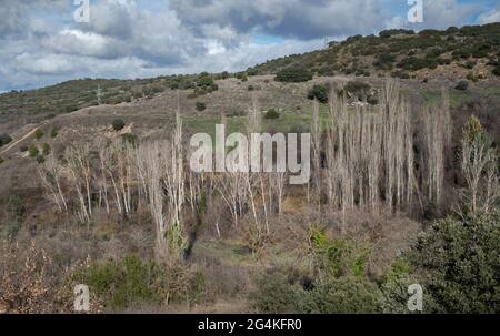 Pioppi in fondo ad una valle. Foto scattata nel comune di Olmeda de las Fuentes, provincia di Madrid, Spagna Foto Stock