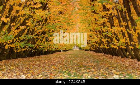 Frutteti d'autunno dorati con foglie cadenti che coprono il terreno, la regione di Otago, Isola del Sud Foto Stock