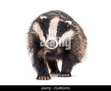 Europeo badger che cammina verso la fotocamera, sei mesi di età, isolato Foto Stock