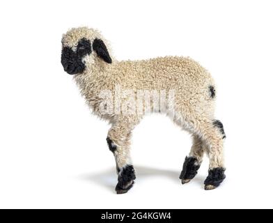 Profilo di una bella agnello Vallese pecora di naso nero tre settimane vecchio Foto Stock