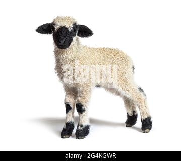 Profilo di una bella agnello Vallese pecora di naso nero tre settimane vecchio Foto Stock