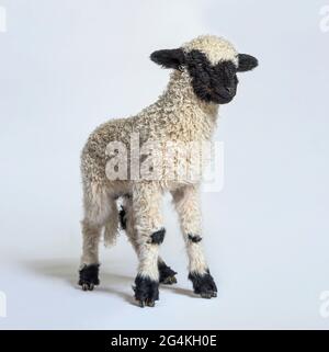 Agnello al naso nero su sfondo grigio Foto Stock
