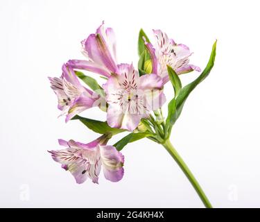 Alstroemeria isolato su sfondo bianco. Il fiore di Alstroemeria è un simbolo di sostegno. Foto Stock