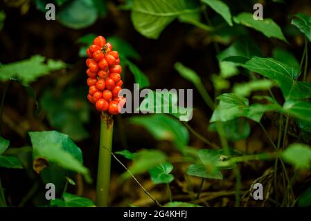 Vegetazione nel torrente Sot de la Baga de Can Cuch, a Montseny (Barcellona, Catalogna, Spagna) ESP: Detalles de vegetación en el Montseny (Cataluña) Foto Stock