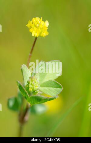 Trifoglio minore - trifolium dubium, piccolo fiore di Prato Foto Stock