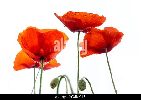 Primo piano di rugiada su papaveri rossi isolati su sfondo bianco Foto Stock