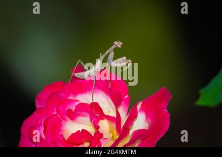 Mantis africano su una rosa Foto Stock