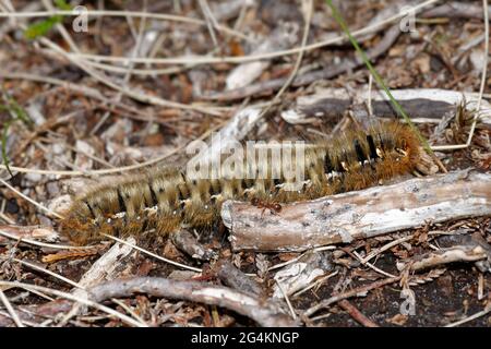 Rovere Eggar Caterpillar - Lasiocampa quercus, Exmoor, Somerset Foto Stock