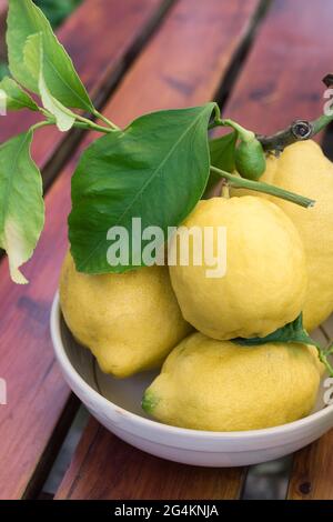 Limoni siciliani in piatto di ceramica poggiati su legno Foto Stock