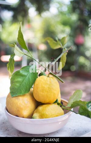 Limoni siciliani in piatto di ceramica Foto Stock