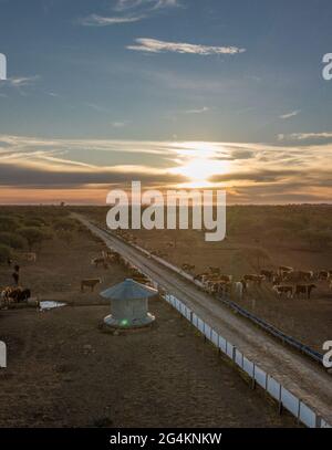 Bellissimo tramonto in un campo. Mucche in un feedlot Foto Stock