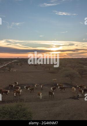 Bellissimo tramonto in un campo. Mucche in un feedlot Foto Stock