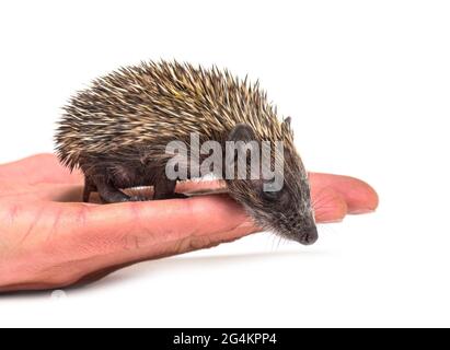 Giovane riccio europeo su una mano umana Foto Stock