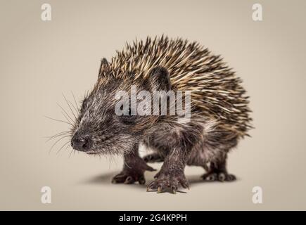 Giovane hedgehog europeo che viene alla macchina fotografica, Walking Foto Stock