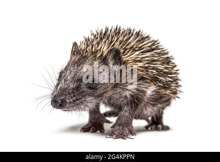 Giovane hedgehog europeo che viene alla macchina fotografica, Walking, isolato Foto Stock